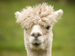 酷似骆驼，就像 ALPACA 酷似 LLAMA（莱曼-阿尔法测量仪器）。(图片：pixabay/wagrati_photo）