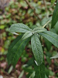 使用主相机拍摄的照片